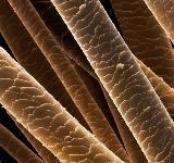 Хвойні породи